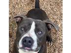 Adopt Brody a American Pit Bull Terrier / Mixed dog in Duncan, OK (41466334)