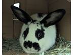 Adopt May Bonded To April a Lop-Eared / Mixed rabbit in Campbell River