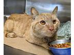 Adopt Roberto (TAS # a Orange or Red Domestic Shorthair / Mixed (short coat) cat