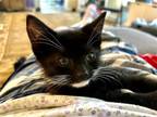 Adopt Georgio (Curious George) a Gray or Blue (Mostly) Domestic Shorthair /