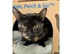 Adopt Sapphire a Domestic Shorthair / Mixed cat in Richmond, BC (41469782)