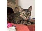Adopt Sky a Domestic Shorthair / Mixed cat in Richmond, BC (41469781)