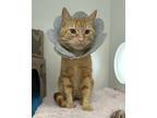 Adopt Denim a Domestic Shorthair / Mixed cat in Richmond, BC (41469780)
