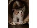 Adopt Temple a Calico or Dilute Calico Calico / Mixed (short coat) cat in