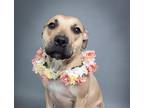 Adopt Camila a Tan/Yellow/Fawn Black Mouth Cur / Shepherd (Unknown Type) / Mixed