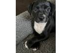 Adopt Pepper a Black - with White Labrador Retriever / Mixed dog in Spring