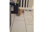 Adopt Glo a Orange or Red American Shorthair / Mixed (short coat) cat in