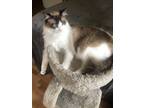 Adopt Soli a Black & White or Tuxedo Ragdoll / Mixed (medium coat) cat in