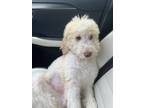 Adopt Miles a White - with Tan, Yellow or Fawn Goldendoodle / Labradoodle /