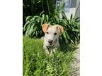 Adopt Charlie a Labrador Retriever / Mixed dog in Escondido, CA (41469775)