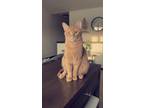 Adopt Sophie a Orange or Red Tabby Tabby (short coat) cat in Abrams