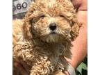 Poodle (Toy) Puppy for sale in Freeburg, MO, USA