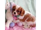 Cavalier King Charles Spaniel Puppy for sale in Kearney, NE, USA
