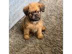 Brussels Griffon Puppy for sale in Kearney, NE, USA
