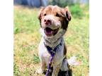 Adopt Flirty a White Australian Cattle Dog / Mixed dog in Oakland, CA (41468017)