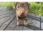 Adopt Bailey a Tan/Yellow/Fawn Labrador Retriever / Mixed dog in Aurora
