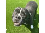 Adopt Mercury a Mixed Breed (Medium) / Mixed dog in Sheboygan, WI (41455382)