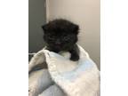 Adopt Sebastian a Domestic Shorthair / Mixed cat in Sheboygan, WI (41469767)