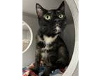 Adopt Superior a Domestic Shorthair / Mixed cat in Sheboygan, WI (41469766)