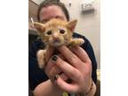 Adopt Huron a Domestic Shorthair / Mixed cat in Sheboygan, WI (41469765)