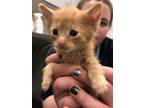Adopt Michigan a Domestic Shorthair / Mixed cat in Sheboygan, WI (41469763)