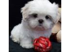 Shih Tzu Puppy for sale in Benton City, MO, USA
