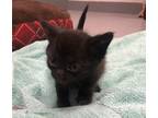 Adopt Ontario a Domestic Shorthair / Mixed cat in Sheboygan, WI (41469761)
