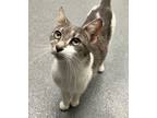 Adopt Leslie a Domestic Shorthair / Mixed cat in Sheboygan, WI (41469760)