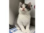 Adopt Landon a Domestic Shorthair / Mixed cat in Sheboygan, WI (41469759)