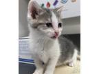 Adopt Leela a Domestic Shorthair / Mixed cat in Sheboygan, WI (41469758)