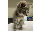 Adopt Lydia a Domestic Shorthair / Mixed cat in Sheboygan, WI (41469757)
