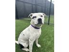 Adopt Kyra a Mixed Breed (Large) / Mixed dog in Sheboygan, WI (41468669)