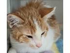 Adopt Blazer a Domestic Shorthair / Mixed cat in Sheboygan, WI (41469756)