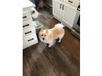 Adopt Sullivan (Sully) a Tan/Yellow/Fawn German Spitz / Mixed dog in Essex Jct