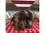 Mutt Puppy for sale in Cleburne, TX, USA