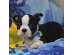Boston Terrier Puppy for sale in Brooksville, FL, USA