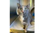 Adopt Ms. Melody a Domestic Shorthair / Mixed (short coat) cat in Barron