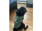 Adopt Oreo a Black Pug / Mixed dog in Oakville, ON (41469770)