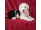 Old English Sheepdog Puppy for sale in Montgomery, IN, USA