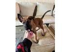 Adopt Zane (NY-Sarah) a Belgian Malinois / Mixed dog in Sherburne, NY (41469745)