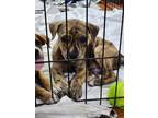 Adopt Shawn (NY-Sarah) a Labrador Retriever / Mixed dog in Sherburne