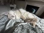 Adopt Ella a White (Mostly) Ragdoll (medium coat) cat in Bonney Lake