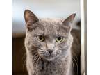 Adopt Mipha a Domestic Shorthair / Mixed cat in Des Moines, IA (41469726)