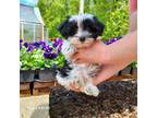 Maltese Puppy for sale in Belding, MI, USA