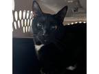 Adopt Boo a American Shorthair / Mixed cat in Des Moines, IA (41469721)