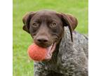 Adopt Emilio a German Shorthaired Pointer / Mixed dog in Des Moines