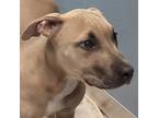 Adopt Desmond a Bullmastiff / Mixed dog in Des Moines, IA (41469719)