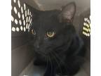 Adopt Willis a Domestic Shorthair / Mixed cat in Des Moines, IA (41469717)
