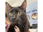 Adopt Pollo-- Bonded Buddy With Jenny a Domestic Shorthair / Mixed cat in Des