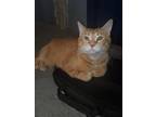 Adopt Mr Biggs a Orange or Red American Shorthair / Mixed (short coat) cat in